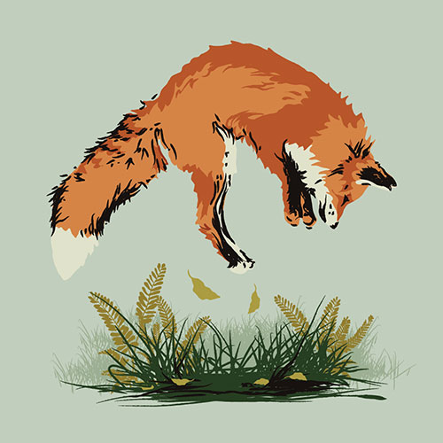 Kirsty Boar - Fox