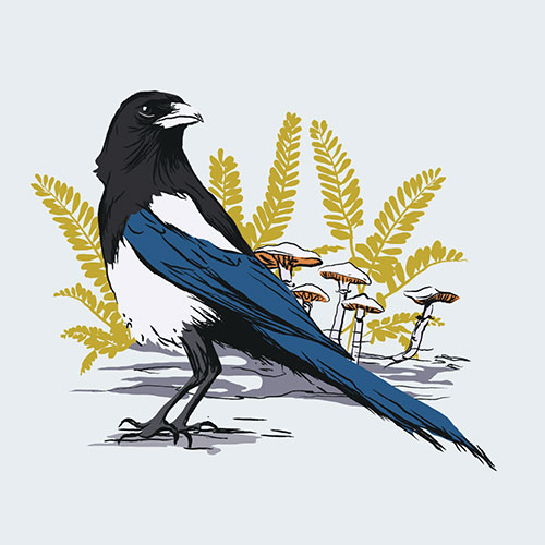 Kirsty Boar - Magpie