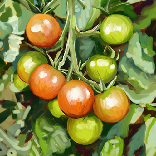 Kirsty Boar - The Tomato Plant
